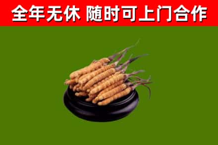 澎湖县回收散虫草