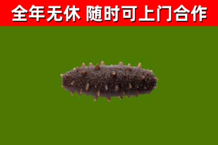 澎湖县回收海参干